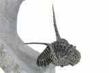 Spiny Cyphaspis Trilobite With Morocops - Top Quality Preparation #299846-6